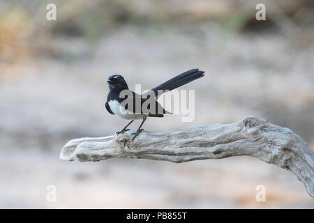 Willie Bachstelze (Rhipidura leucophrys) auf einem Zweig, Far North Queensland, FNQ, QLD, Australien gehockt Stockfoto