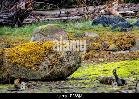 Grizzly Bear (Ursus arctos) im Knight Inlet, erste Nationen Gebiet, British Columbia, Kanada Stockfoto