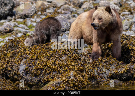 Grizzlybär (Ursus arctos Horribilis) Leistungsbeschreibung mit zwei Jungen entlang der Küste Schlemmen bei Ebbe in Glendale Cove, Knight Inlet, erste Nationen Territ Stockfoto