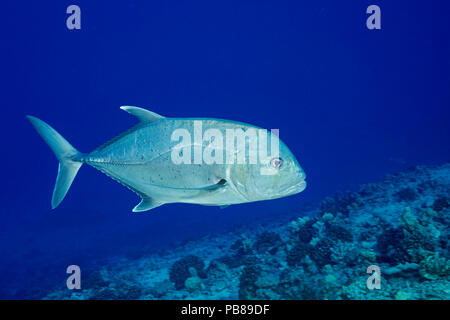 Die weißen Ulua, Caranx ignobilis, wird auch als Giant Trevally oder Jack bekannt. Diese Sorte ist beliebt bei spearfishermen und kann über fünf Fuß erreichen Stockfoto