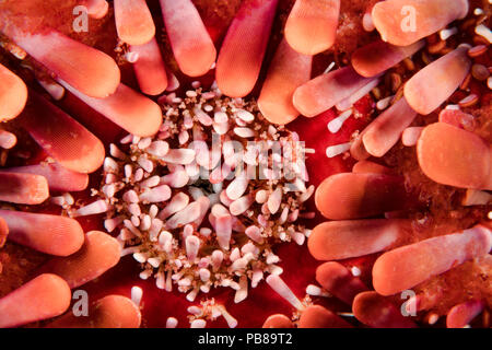 Ein Blick auf die Öffnung auf der Unterseite des Schiefer bleistift Seeigel, Heterocentrotus mammillatus, Hawaii. Stockfoto