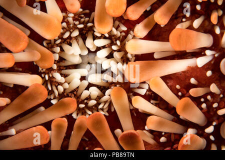 Ein Blick auf die Öffnung auf der Unterseite des Schiefer bleistift Seeigel, Heterocentrotus mammillatus, Hawaii. Stockfoto