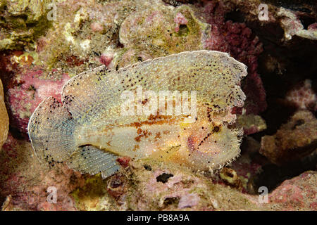 Die leaf Scorpionfish, Taenianotus triacanthus, keine giftigen Flossenstacheln besitzen und erreicht etwa 4 cm in der Länge, Hawaii. Stockfoto