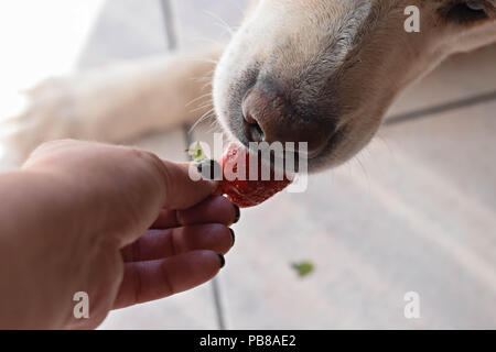 Weißer Labrador Retriever Hund essen eine Erdbeere Obst aus eigner Hand/konzeptionellen Bild des Vertrauens und der Freundschaft zwischen Hund und Mensch Stockfoto