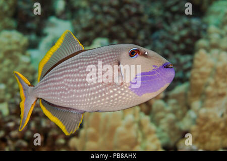 Die männlichen vergoldeten Drückerfische, Xanthichthys auromarginatus, ist bunter als die Weibchen. Die beiden verbringen viel Zeit über das Riff, wo die Stockfoto