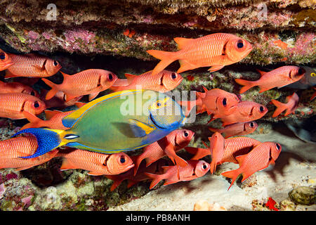 Eyestripe Doktorfische, Acanthurus dussumieri, und eine Schule der bigscale soldierfish, Myripristis berndti, Hawaii. Stockfoto