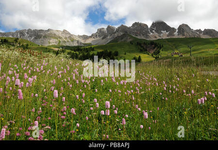 Schöne Blumen an der San Pellegrino Pass in den Dolomiten im Val di Fiemme, Trento, Italien. Stockfoto
