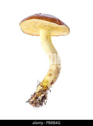 Ein Pilz Suillus, auf weißem Hintergrund. Studio Foto Stockfoto