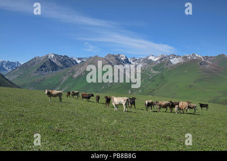 Kühe grasen auf den Almen entlang der alpinen Keskenkija Trek, Jyrgalan, Kirgisistan Stockfoto