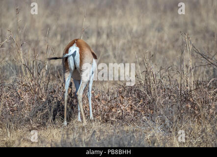 Der springbock ist eine mittelgroße Antilope vor allem in südlichen und südwestlichen Afrika Bild im Querformat mit Kopie Platz gefunden Stockfoto