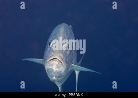 Die weißen Ulua, Caranx ignobilis, wird auch als Giant Trevally oder Jack bekannt. Diese Sorte ist beliebt bei spearfishermen und kann über fünf Fuß erreichen Stockfoto