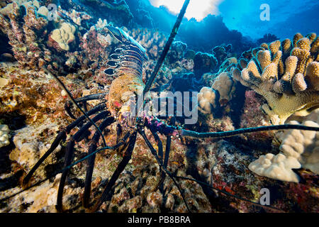 Der gebänderte Langusten, Panulirus marginatus, ist eine endemische Art. Hawaii. Stockfoto