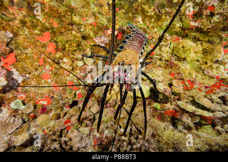 Der gebänderte Langusten, Panulirus marginatus, ist eine endemische Art. Hawaii. Stockfoto