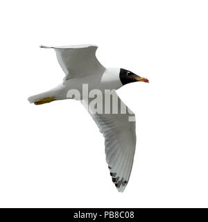 Möwe im Flug isoliert auf weißem Hintergrund Stockfoto