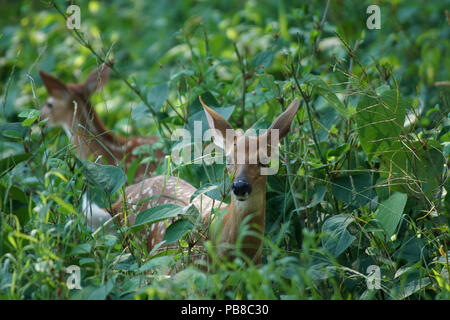 Zwei bay Rotwild Kitze versteckt im Gras Stockfoto