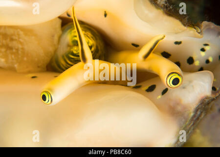 Ein Blick auf das Auge Bestände eines eleganten Conch, Lentigo pipus, Philippinen. Stockfoto