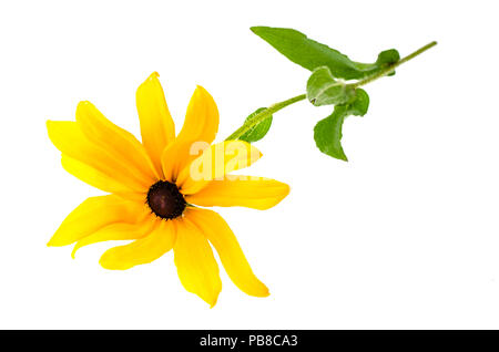 Gelbe Rudbekka Blumen auf weißem Hintergrund. Studio Foto Stockfoto