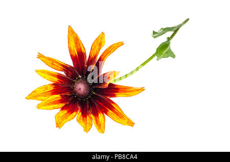 Gelbe Rudbekka Blumen auf weißem Hintergrund. Studio Foto Stockfoto