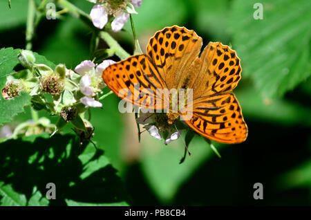 Männliche Silber - gewaschen fritillary Fütterung auf dornbusch Blumen Stockfoto