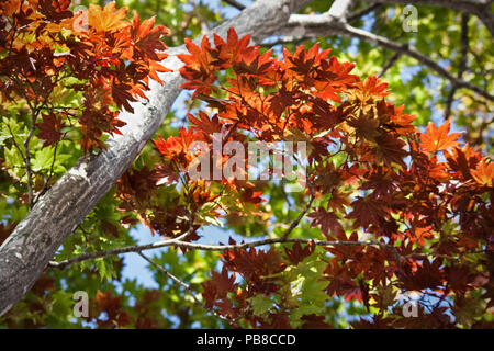 Schönen japanischen Ahorn Baum mit tiefen roten Blätter mit noch umgewandelt werden grüne Blätter zu Beginn des Herbstes oder Herbst Jahreszeit gegenübergestellt. T Stockfoto