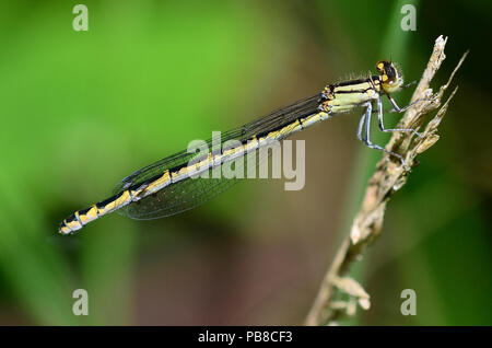 Weibliche variable damselfly in Ruhestellung Stockfoto