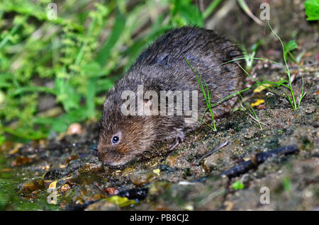 Wasservole arvicola amphibius Stockfoto