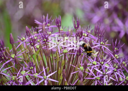 Biene auf Allium Stockfoto