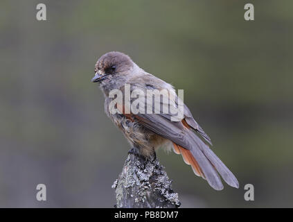 Sibirische Jay, Perisoreus infaustus Stockfoto