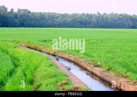 Wasser, Kanal, der durch ein Reisfeld in Indien Stockfoto