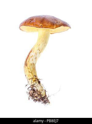 Ein Pilz Suillus, auf weißem Hintergrund. Studio Foto Stockfoto