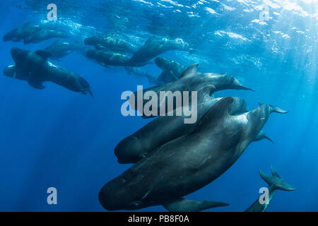 Kurzflossen-grindwal (GLOBICEPHALA MACRORHYNCHUS) pod, Cape Point, Südafrika, März. Stockfoto