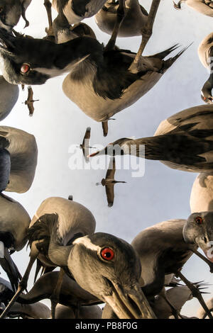 Low Angle View der Demoiselle Crane (Anthropoides virgo) fliegen und Fütterung im Winter Migration. Khichan, westlichen Rajasthan, Indien. Dezember. Stockfoto