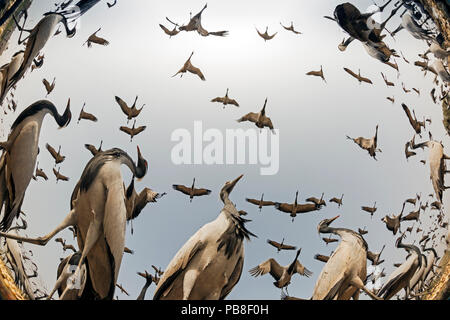 Demoiselle Crane (Anthropoides virgo) niedrigen Winkel fisheye Perspektive der Verfütterung von Kranen. Khichan, westlichen Rajasthan, Indien. Februar, 2015 Stockfoto