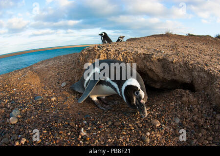 Magellanic penguin (Spheniscus Magellanicus) in der Nähe von Nesting Graben an der Küste der Halbinsel Valdés, Patagonien Stockfoto