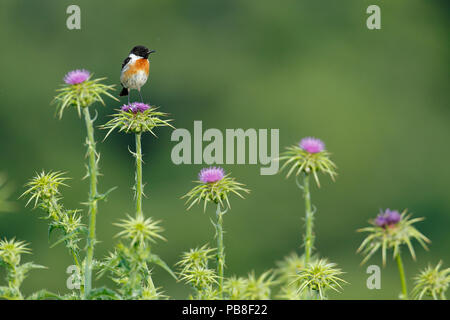 Gemeinsame Schwarzkehlchen (Saxicola torquata) männlichen auf Thistle. Sierra de Grazalema Naturpark, Südspanien, April. Stockfoto