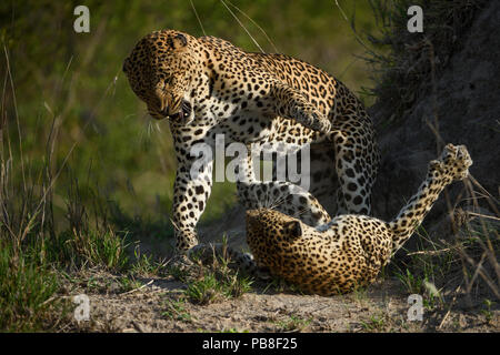 Leopard (Panthera pardus) weibliche Kämpfen aus männlichen, nachdem er versucht sich zu Paaren mit ihr. Londolozi Private Game Reserve, Sabi Sand Game Reserve, Südafrika. Stockfoto