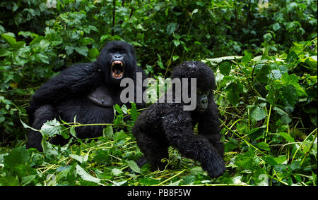 Berggorilla (Gorilla Gorilla beringei) Kind zu Fuß durch ein Weibchen im Hintergrund, Mitglied der "Humba"-Gruppe beobachtet. Virunga-nationalpark in der Demokratischen Republik Kongo, März. Stockfoto