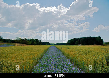 Von Benedicte Lyssand, Weizenfeld Kunstwerk mit Streifen von lila tansy Phacelia tanacetifolia (gepflanzt) Erhöhung von 2 m bis 7 m für die Perspektive zu kompensieren. Valer, Ostfold County, Norwegen. Juli 2014. Stockfoto