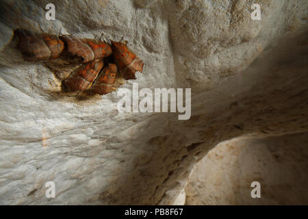 Der Herald Moth (Scolioptreryx libatrix) Überwinterung in einer Höhle. Burgund, Frankreich, Dezember. Stockfoto