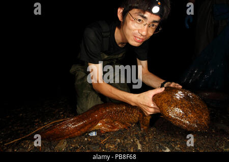 Professor Matsu's Team zur Untersuchung der hybridisierung zwischen japanischen Riesensalamander (Andrias japonicus) und eingeführte Chinesische Riesensalamander (Andrias davidianus) mit Muster nur in dem Fluss Kamo, Kyoto, Japan, August 2010 gefangen. Stockfoto