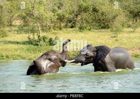 Zwei Kinder afrikanische Elefanten (Loxodonta africana) Baden und Spielen kämpfen, Lake Edward, Queen Elizabeth National Park, Uganda, Afrika Stockfoto