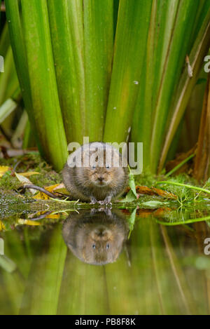 Wasser vole (Arvicola amphibius) Kent, Großbritannien September Stockfoto