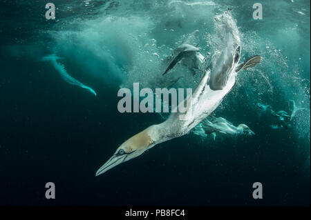 Basstölpel (Morus bassanus) Tauchen auf zurückgeworfener Fische, Shetlandinseln, Schottland, UK, April zu füttern. Stockfoto