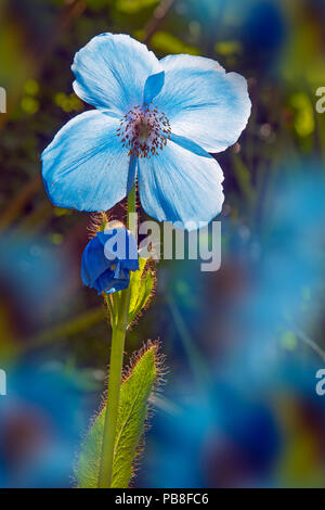 Himalayan Blue Poppy (Meconopsis betonicifolia) Blüte, kultivierte Pflanze im Garten. Stockfoto