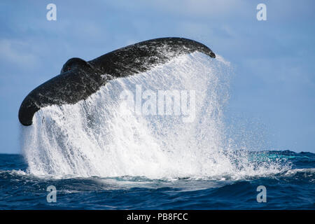 Buckelwale (Megaptera novaeangliae) Ausführen eines dramatischen Schwanz schlagen, werfen, eine Kaskade von Wasser mit seiner leistungsfähigen Fluke, Vava'u, Tonga, South Pacific Stockfoto