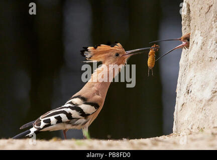 Wiedehopf (Upupa epops) männlich, Essen zu weiblichen im Nest hole, Ungarn Stockfoto