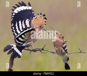 Wiedehopf (Upupa epops) männlich, passende Geschenk zu weiblich, Ungarn Stockfoto