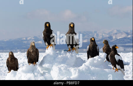 Der Steller Seeadler (Haliaeetus pelagicus) und Seeadler (Haliaeetus albicilla) ruht auf Meereis, Hokkaido, Japan Februar Stockfoto