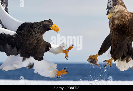 Der Steller Seeadler (Haliaeetus pelagicus) Kampf um Nahrung mit Seeadler (Haliaeetus albicilla) Hokkaido Japan Februar Stockfoto