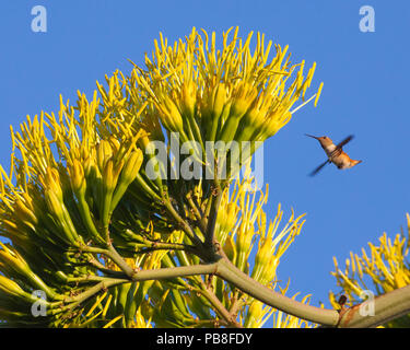 Junge Rufous Kolibri (Selasphorus rufus) besuchen Agave Blumen. Pasadena, Kalifornien, USA, Juli. Stockfoto